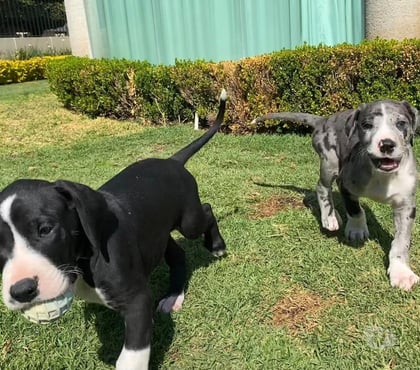 Fotos de Hermosos Cachorros Gran Danés