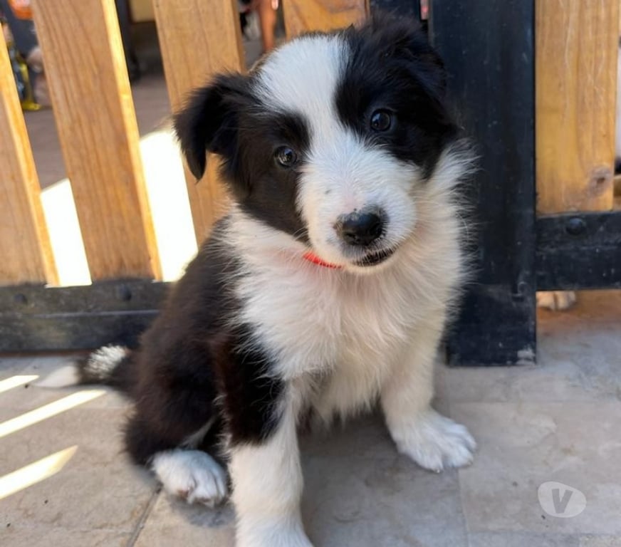Gatos en Venta Santiago Las Condes - Fotos de Hermosos Cachorros Border Collie Entrega Inemdiata