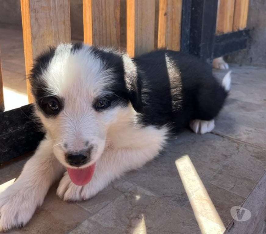 Gatos en Venta Santiago Las Condes - Fotos de Hermosos Cachorros Border Collie Entrega Inemdiata