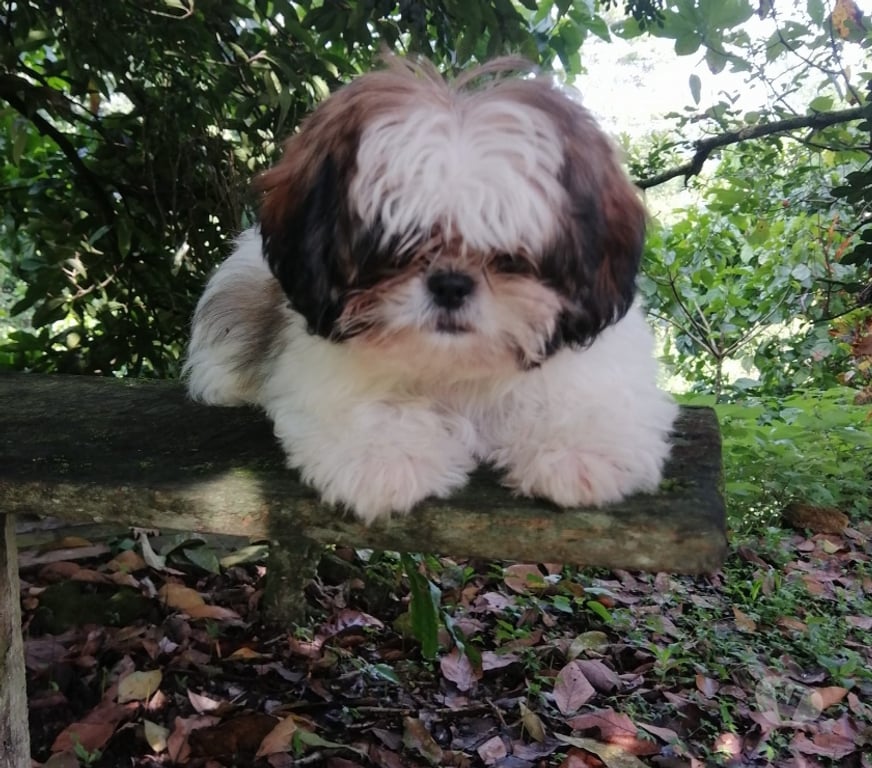 Gatos en Venta Santiago Las Condes - Fotos de Hermosos Cachorros Shih Tzu