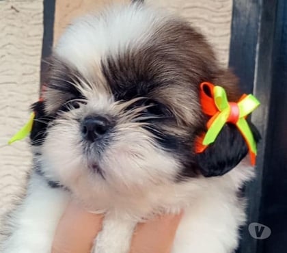 Fotos de Hermosos Cachorros Shih Tzu