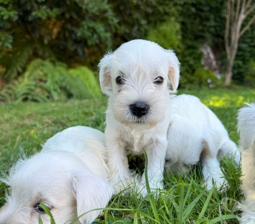 Gatos en Venta Santiago Las Condes - Fotos de Hermosos Cachorros Schnauzer Miniatura Entrega Inmediata