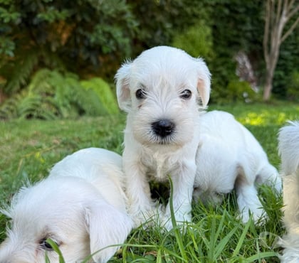 Fotos de Hermosos Cachorros Schnauzer Miniatura Entrega Inmediata