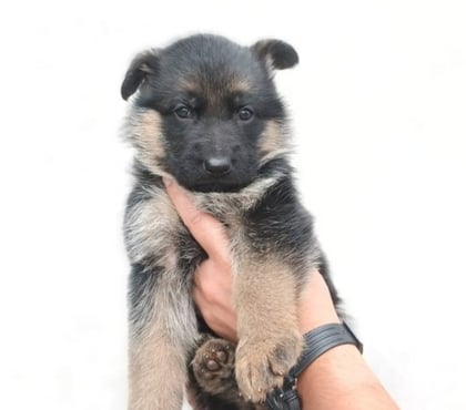 Fotos de Hermosos Cachorros Pastor Alemán Entrega Inmediata