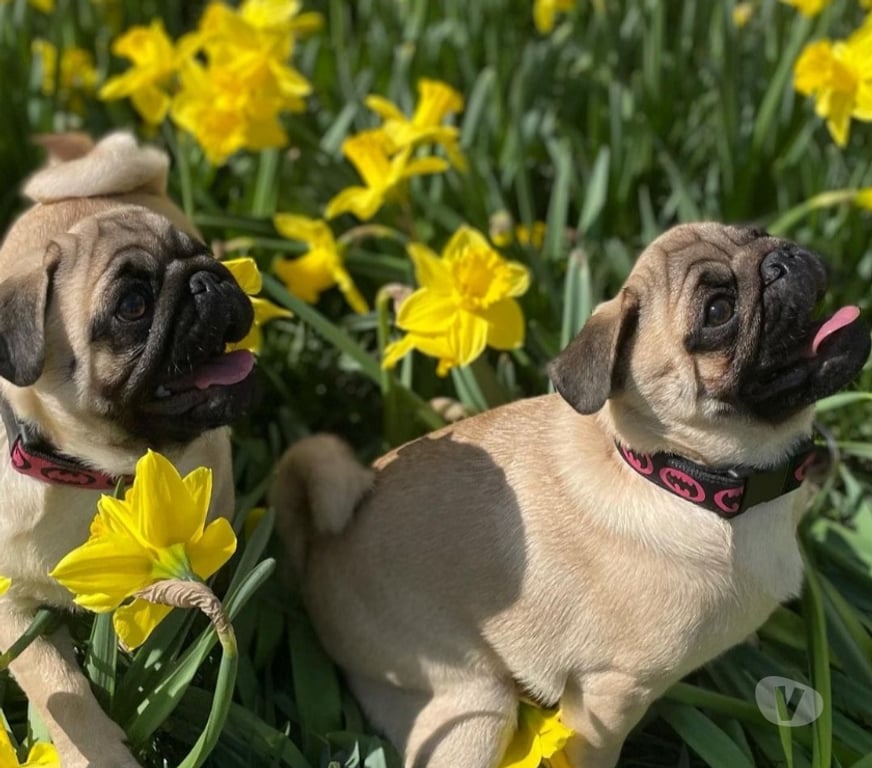 Gatos en Venta Santiago Las Condes - Fotos de Soñados Cachorros Pug de 2 Meses Entrega Inmediata