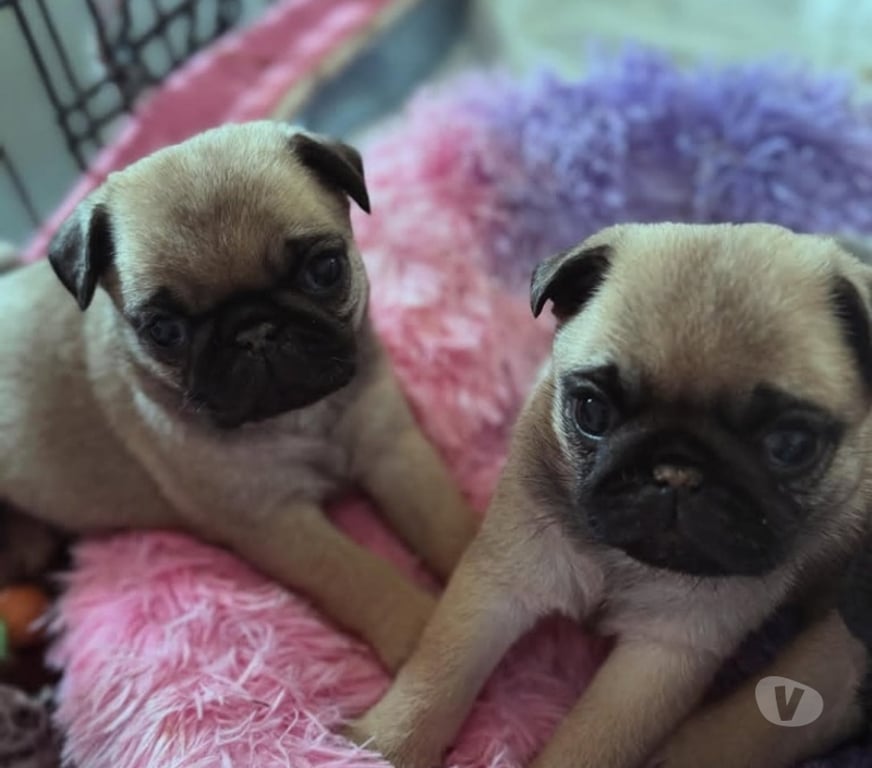 Gatos en Venta Santiago Las Condes - Fotos de Soñados Cachorros Pug de 2 Meses Entrega Inmediata