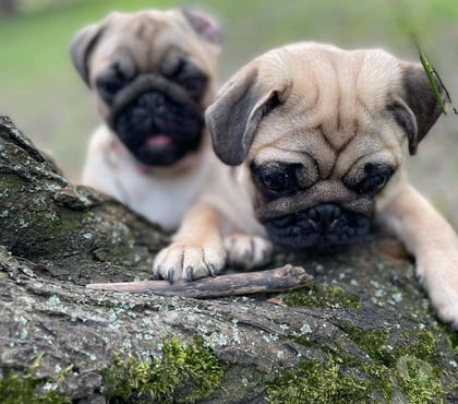 Fotos de Soñados Cachorros Pug de 2 Meses Entrega Inmediata