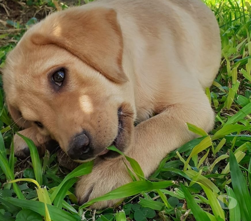 Gatos en Venta Santiago Las Condes - Fotos de Preciosos Cachorritos Labradores Entrega Inmdiata