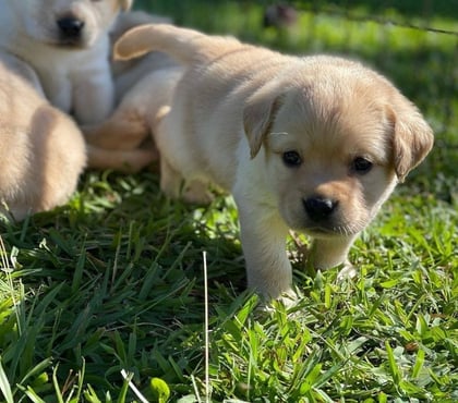 Fotos de Preciosos Cachorritos Labradores Entrega Inmdiata