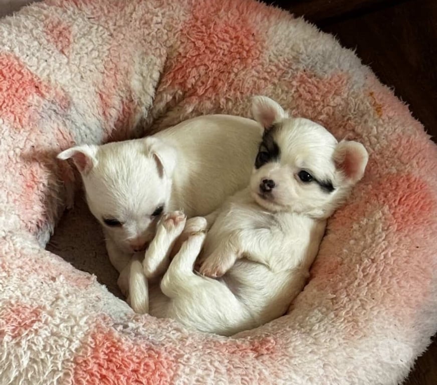 Gatos en Venta Santiago La Florida - Fotos de Chihuahuas cabeza de manzana