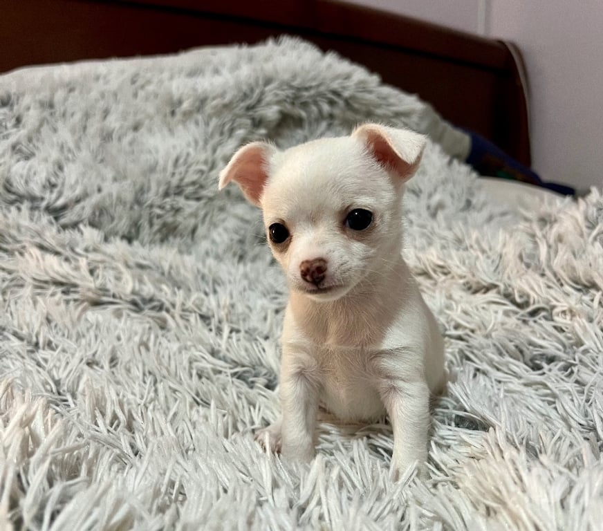 Gatos en Venta Santiago La Florida - Fotos de Chihuahuas cabeza de manzana