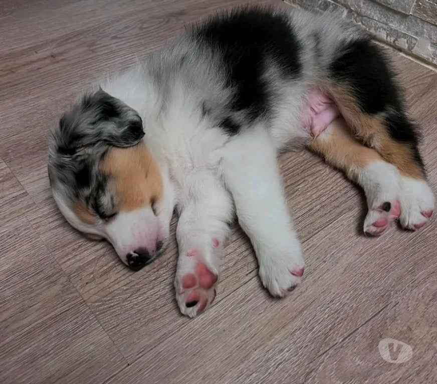 Gatos en Venta Santiago Las Condes - Fotos de Cachorros Pastor Australiano Hermosos Ejemplares