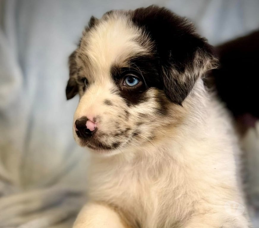 Gatos en Venta Santiago Las Condes - Fotos de Cachorros Pastor Australiano Hermosos Ejemplares