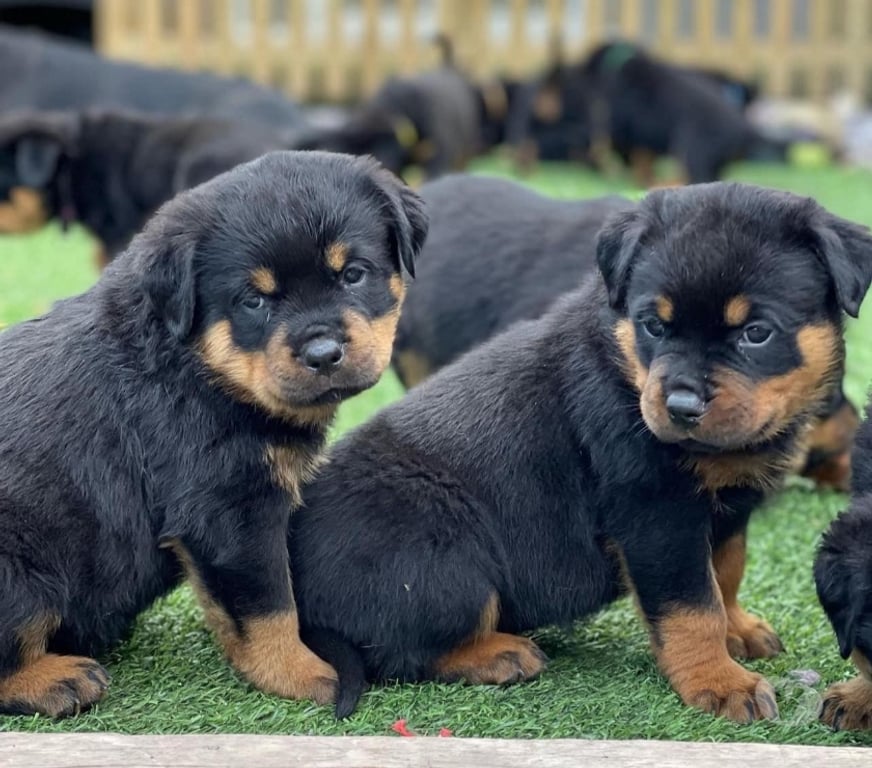 Gatos en Venta Santiago Las Condes - Fotos de Soñados Cachorros Rottweiler Entrega Inmediata