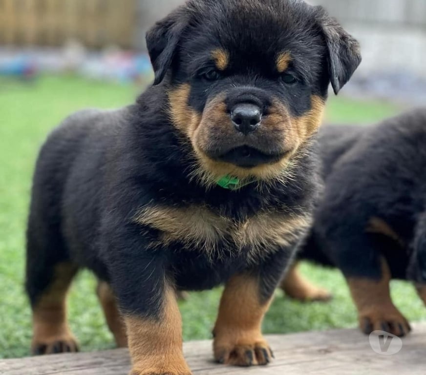 Gatos en Venta Santiago Las Condes - Fotos de Soñados Cachorros Rottweiler Entrega Inmediata