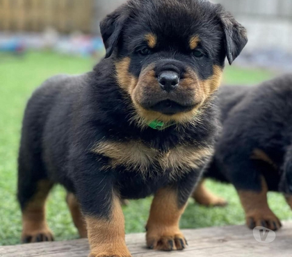 Fotos de Soñados Cachorros Rottweiler Entrega Inmediata