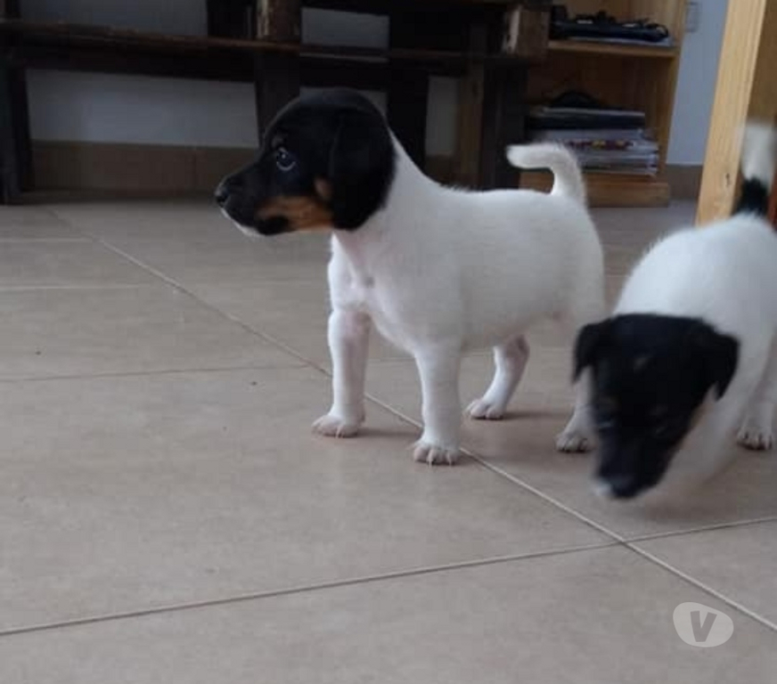 Gatos en Venta Santiago Las Condes - Fotos de Hermosos Cachorritos Fox Terrier 2 Meses Entrega Inemdiata