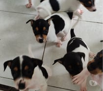 Hermosos Cachorritos Fox Terrier 2 Meses Entrega Inemdiata