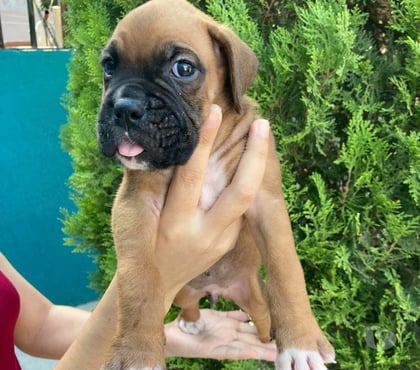Fotos de Espectaculares Cachorros Boxer