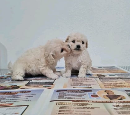 Venta de Mascotas La Florida Santiago - Fotos de Poodle micro toy $130.000