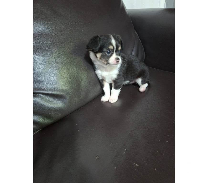 Gatos en Venta Santiago Santiago - Fotos de Hermosa cachorritachihuahua