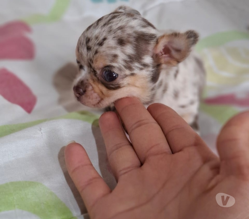 Gatos en Venta Santiago Santiago - Fotos de Hermoso cachorrito chihuahua