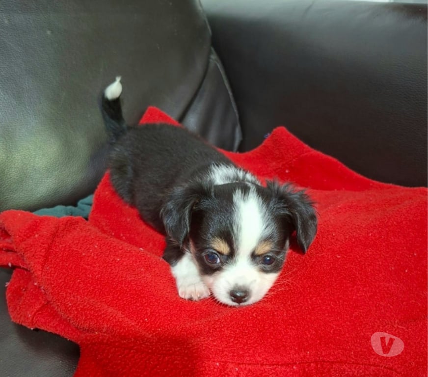 Gatos en Venta Santiago Santiago - Fotos de Hermosa cachorritachihuahua