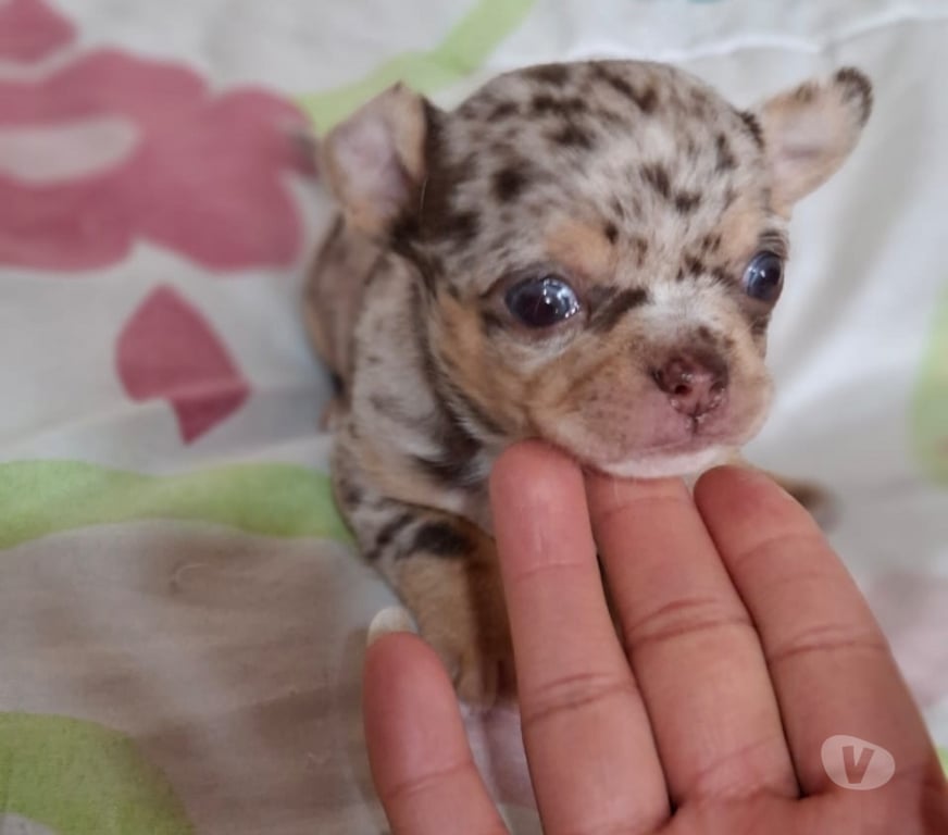 Gatos en Venta Santiago Santiago - Fotos de Hermoso cachorrito chihuahua