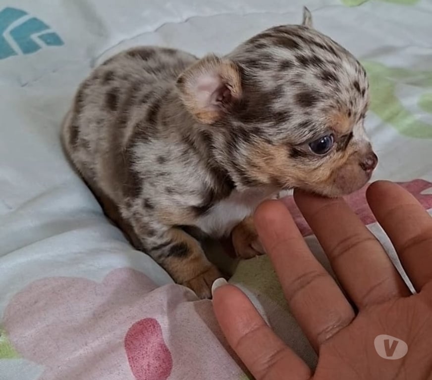 Gatos en Venta Santiago Santiago - Fotos de Hermoso cachorrito chihuahua