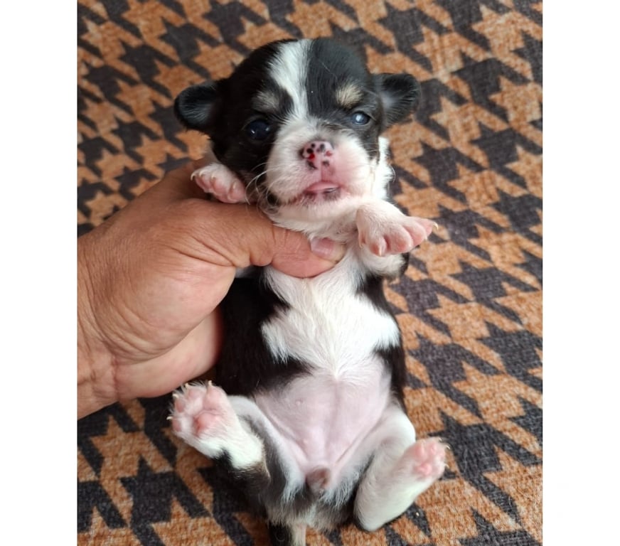 Gatos en Venta Santiago Santiago - Fotos de Hermosa cachorritachihuahua