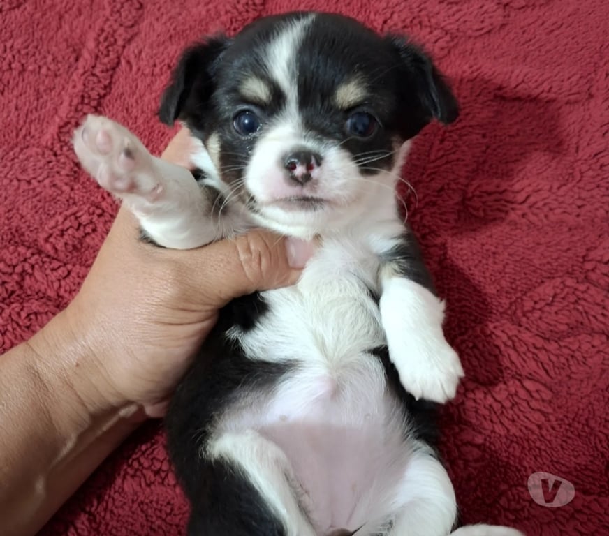 Gatos en Venta Santiago Santiago - Fotos de Hermosa cachorritachihuahua