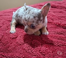 Hermoso cachorrito chihuahua
