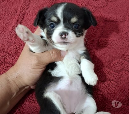 Mascotas en Chile Santiago Santiago - Fotos de Hermosa cachorritachihuahua