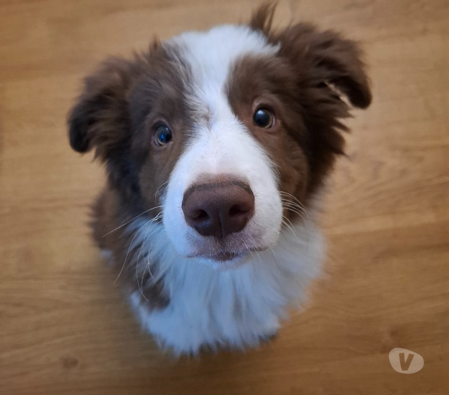 Gatos en Venta Santiago La Florida - Fotos de Border collie chocolate