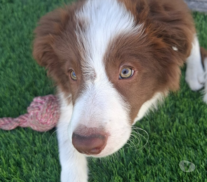 Gatos en Venta Santiago La Florida - Fotos de Border collie chocolate