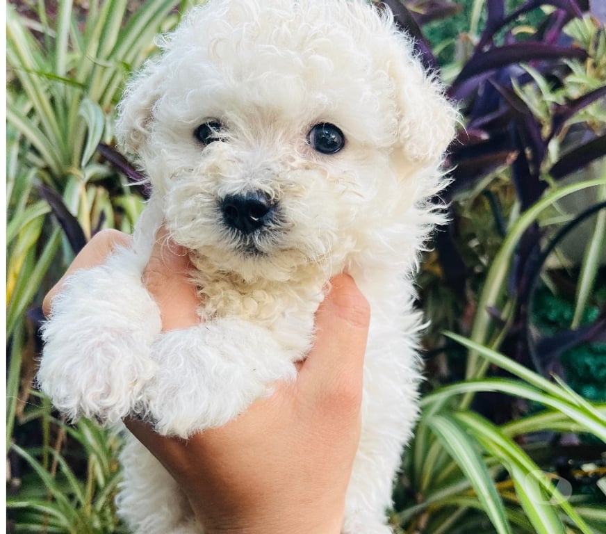 Gatos en Venta Santiago Recoleta - Fotos de Hermosa bebé Poodle toy