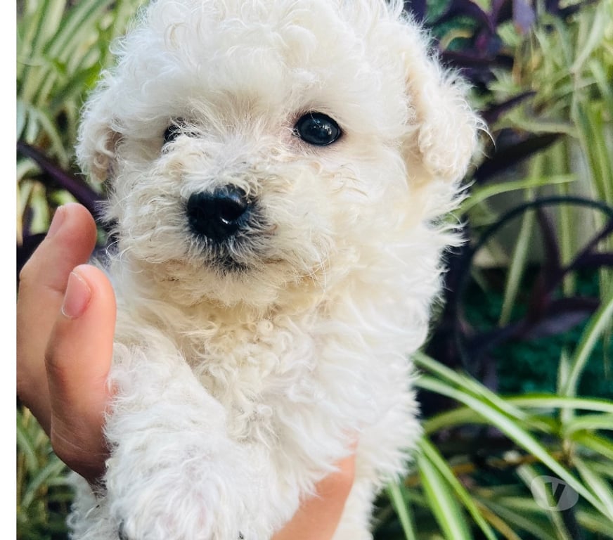 Gatos en Venta Santiago Recoleta - Fotos de Hermosa bebé Poodle toy