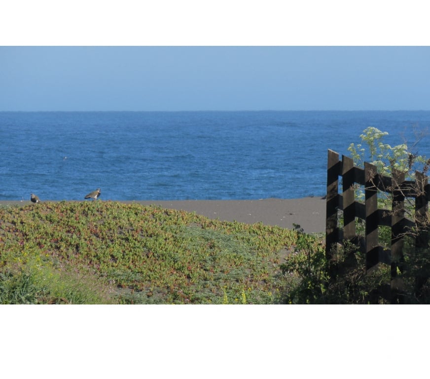 Parcelas en Venta Cauquenes Pelluhue - Fotos de LA SIRENA, PLIMERA LINEA