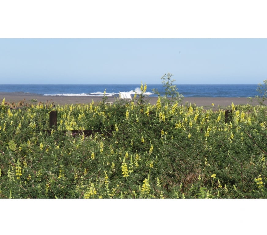 Parcelas en Venta Cauquenes Pelluhue - Fotos de LA SIRENA, PLIMERA LINEA