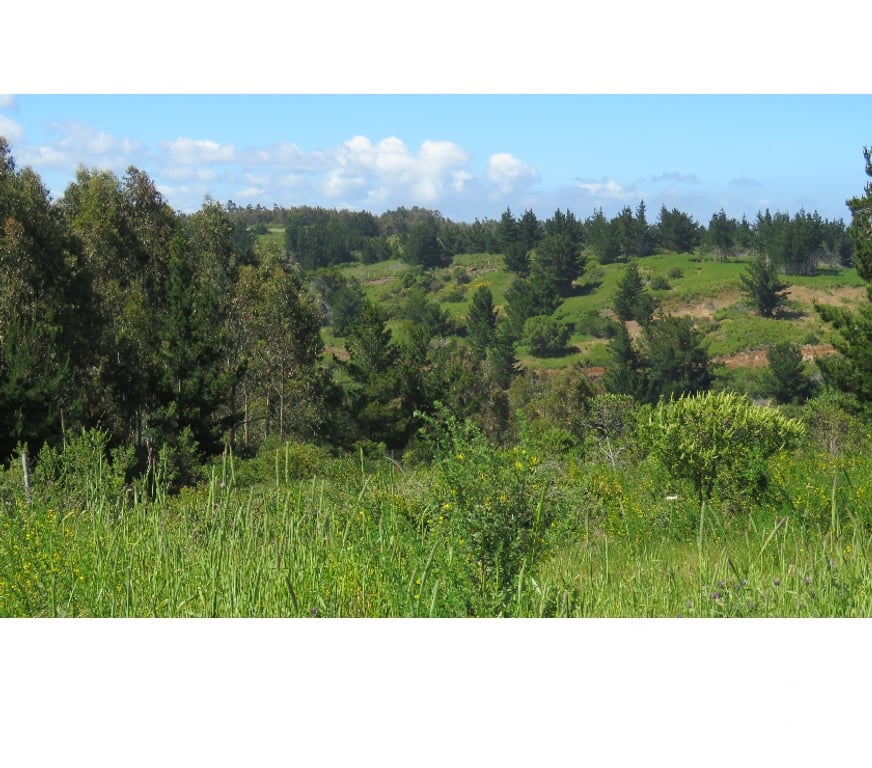 Parcelas en Venta Ñuble Cobquecura - Fotos de EL SILENCIO, COBQUECURA
