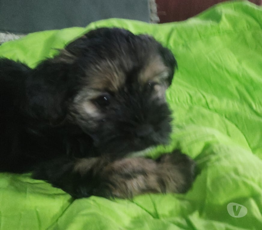 Gatos en Venta Santiago La Florida - Fotos de Perrito Yorkshire 150 mil
