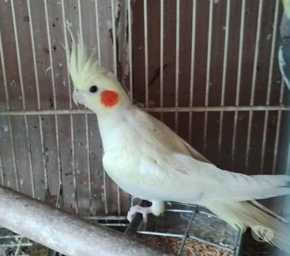 Perros en Venta La Florida Santiago - Fotos de Ninfas 45 mil ( loritos, agapornis (aves)