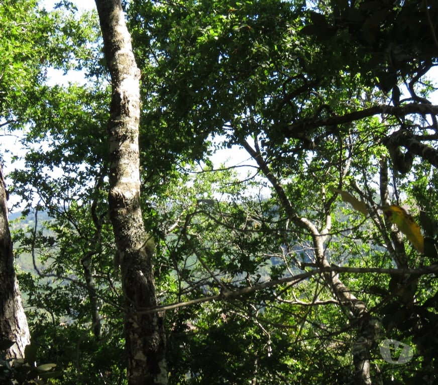 Parcelas en Venta Ñuble Cobquecura - Fotos de LOS MAQUIS ALTO, BUCHUPUREO