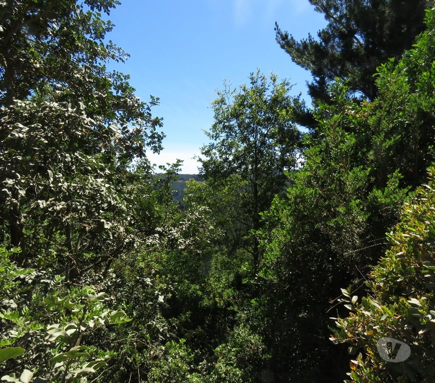 Parcelas en Venta Ñuble Cobquecura - Fotos de LOS MAQUIS ALTO, BUCHUPUREO