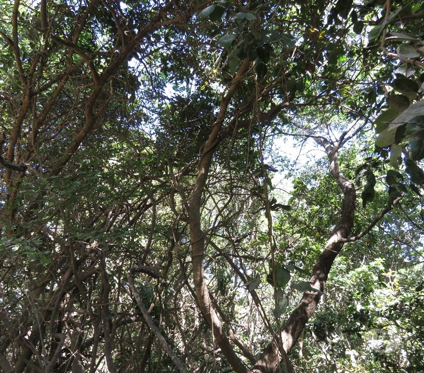 Parcelas en Venta Ñuble Cobquecura - Fotos de LOS MAQUIS ALTO, BUCHUPUREO