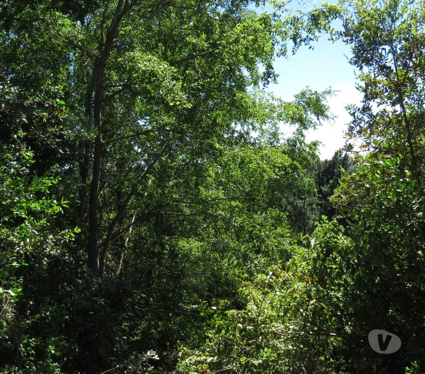 Parcelas en Venta Ñuble Cobquecura - Fotos de LOS MAQUIS ALTO, BUCHUPUREO