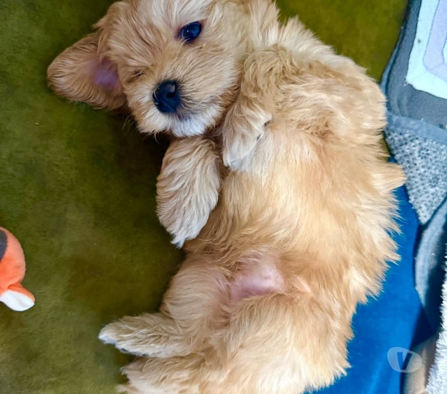 Gatos en Venta Llanquihue Puerto Montt - Fotos de Maltipo cachorros miniatura