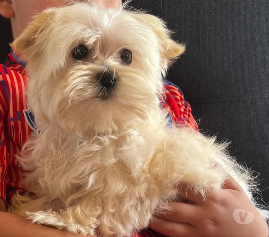 Gatos en Venta Llanquihue Puerto Montt - Fotos de Maltipo cachorros miniatura