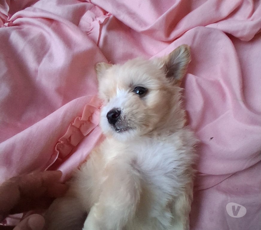 Gatos en Venta Llanquihue Puerto Montt - Fotos de Maltipo cachorros miniatura