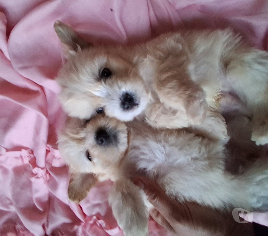 Gatos en Venta Llanquihue Puerto Montt - Fotos de Maltipo cachorros miniatura